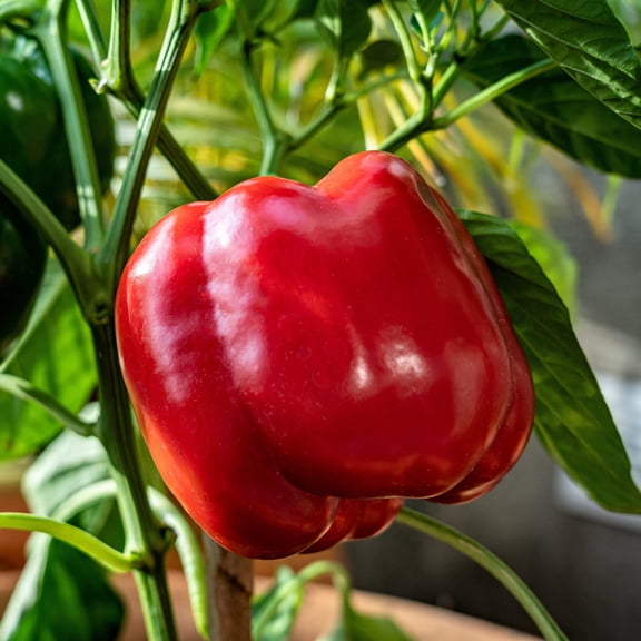 150 Seeds BIG RED Bell PEPPER Sweet Capsicum Annuum Vegetable Seeds