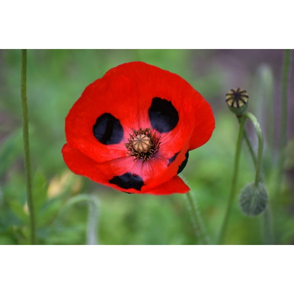 150 Seeds RED Lady Bird FLANDERS POPPY Papaver Commutatum Scarlet Black Flower Seeds