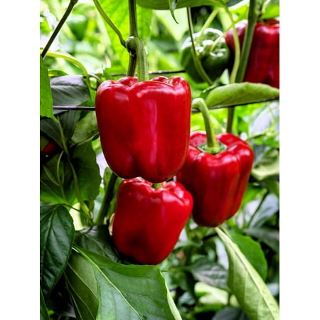 150 Seeds Yolo Wonder Sweet RED BELL PEPPER Capiscum Annuum Vegetable Seeds