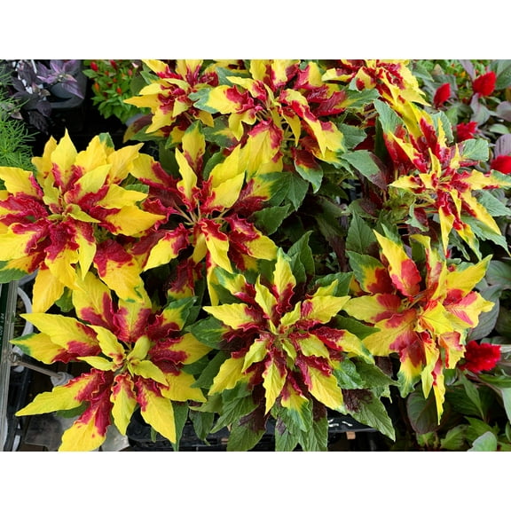 150 TRICOLOR AMARANTHUS PERFECTA Summer Poinsettia Amaranth Flower Seeds