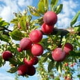150+ Tropical Beach Plum OIF8 Fruit Tree Seeds for Planting Outdoor