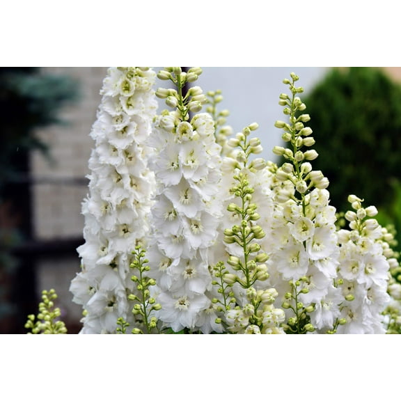 150 WHITE KING LARKSPUR Delphinium Consolida Giant Imperial Flower Seeds