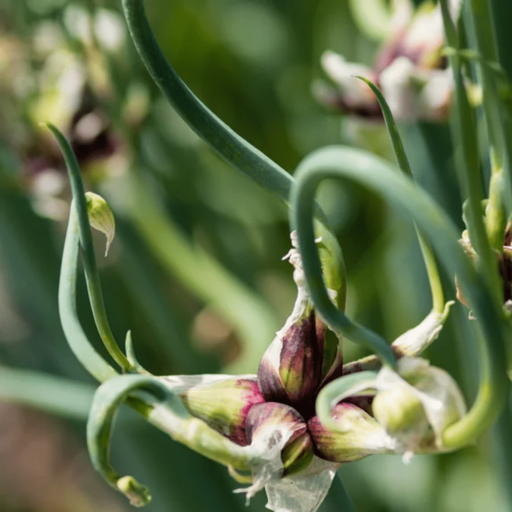 150 Walking Onion Plants Seeds for Planting, Walking Onion Seeds, Fast-Growing and High Yielding, Large  Walking Onion