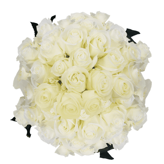 150 X Long Stem Assorted White Roses- Beautiful Fresh Cut Flowers- Express Delivery