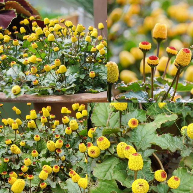 150+Yellow Toothache Plant Seeds MMF7 for PlantingPerennial Garden