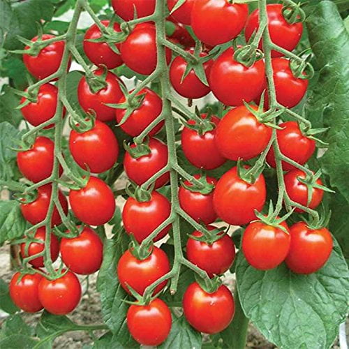 150 seeds Large Red Cherry Tomato Non GMO ez grow