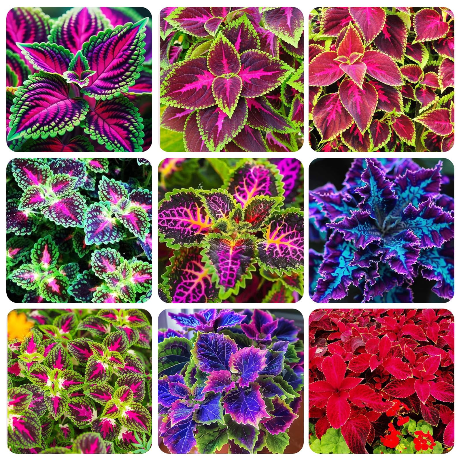 1500 Citronella Plant Seeds Citronella Plant SMRSeeds Home Heirloom ...