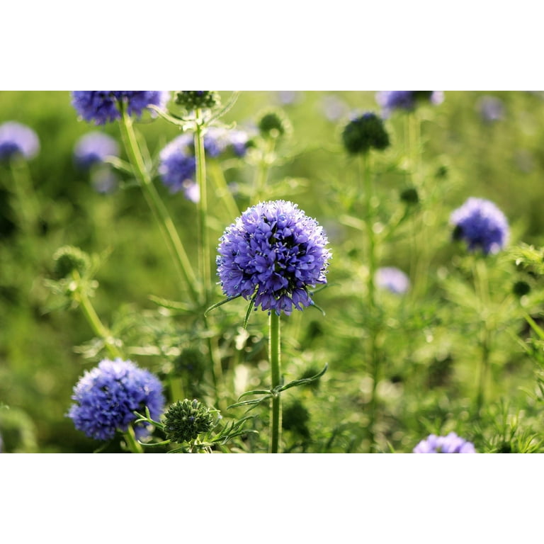 1500 GLOBE GILIA Bluehead Gilia Capitata Thimble Flower