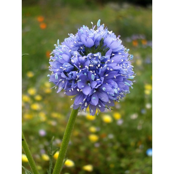 1500 GLOBE GILIA Bluehead Gilia Capitata Thimble Flower Seeds