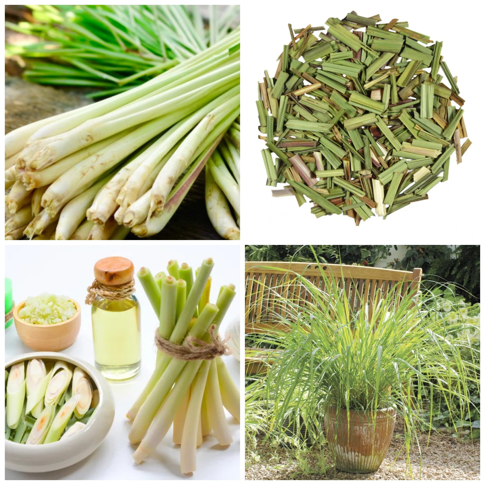 1500+ Lemongrass Seeds for DHF10 Planting NonGMO Heirloom Seeds Lemon