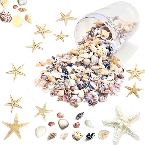 Hobby Sea Shells Set - Boutique en ligne ibetta
