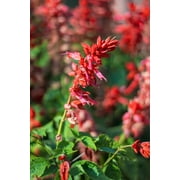1500+ Scarlet Sage Seeds for Planting   Salvia coccinea Flower Seeds, Tropical Sage, Blood Sage, Red Hummingbird Flower Seeds, Heirloom Garden Seeds, Non-GMO, 2.5 g