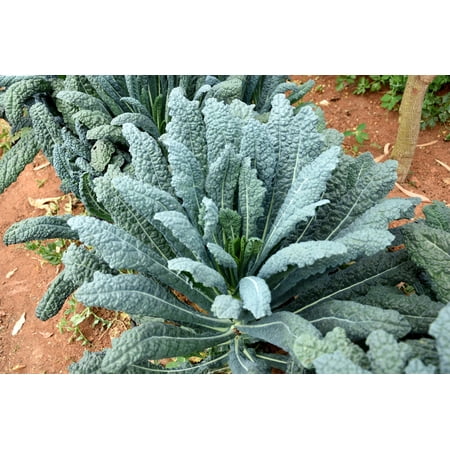 1500 Seeds LACINATO KALE Dinosaur Tuscan Black Brassica Oleracea Vegetable Seeds