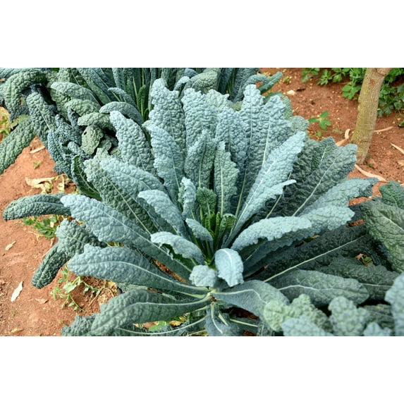 1500 Seeds LACINATO KALE Dinosaur Tuscan Black Brassica Oleracea Vegetable Seeds