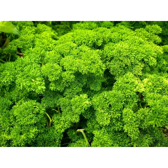 1500 * Seeds TRIPLE CURLED PARSLEY Petroselinum Hortensis Herb Vegetable
