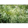 thumbnail image 1 of 1500 WHITE Blossom SWEET CLOVER Melilotus Officinalis Alba Albus Sweetclover Honey Clover Flower Seeds, 1 of 6