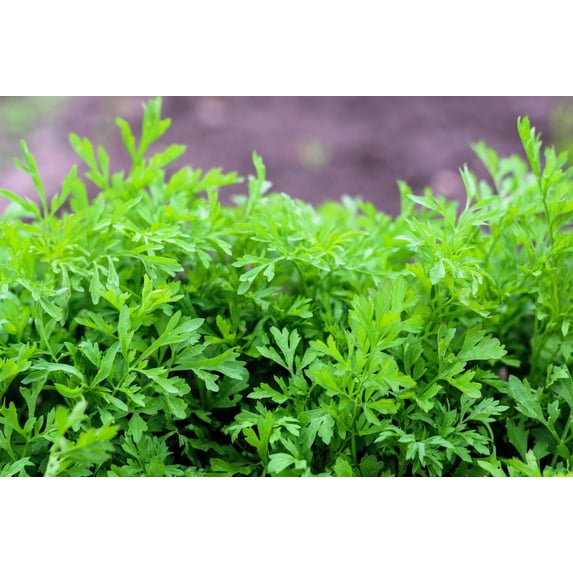 1500 WRINKLED CRINKLED CRESS Garden Lepidium Sativum Greens Vegetable Seeds