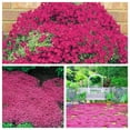 15000+ Creeping Thyme Seeds MMF7 for Planting NonGMO Perennial Flower