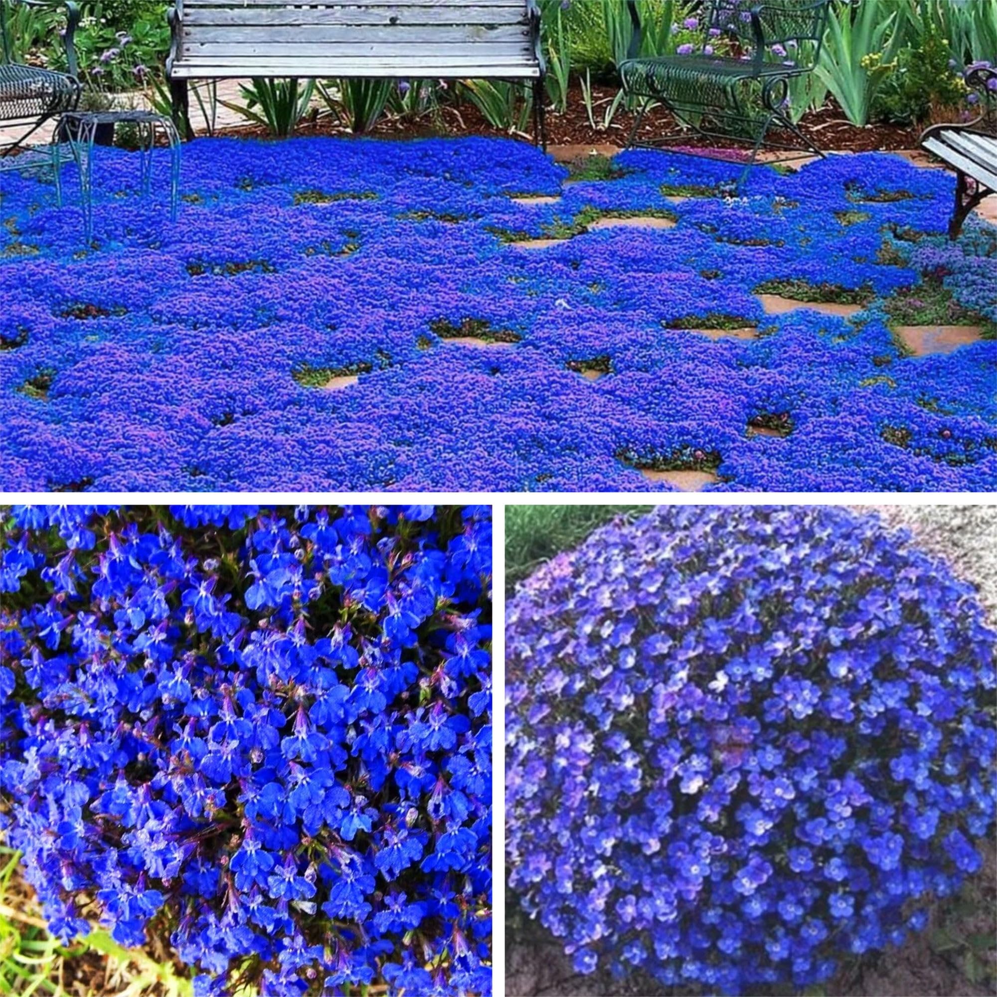 15000+ Magic Blue Creeping Thyme Seeds for Planting Ground Cover Plants