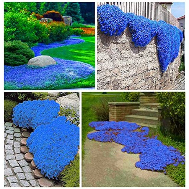 15000+ Magic Creeping Thyme OIF8 Seeds for Planting Ground Cover Plants