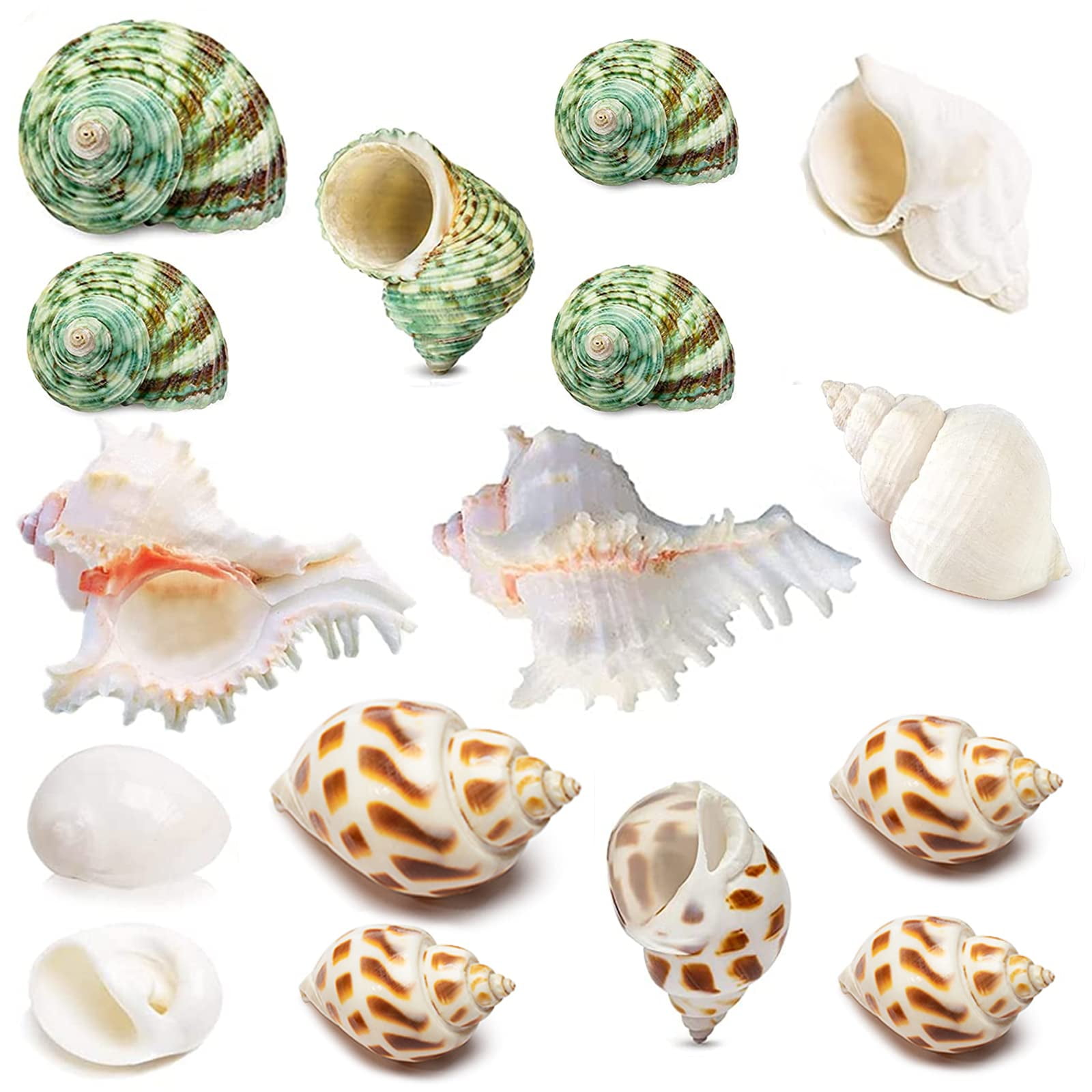 15PCS Hermit Crab Shells (5 Types) Natural Hermit Crab Shells, for
