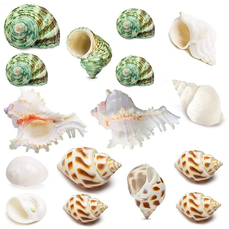 Hermit crab cheap supplies walmart