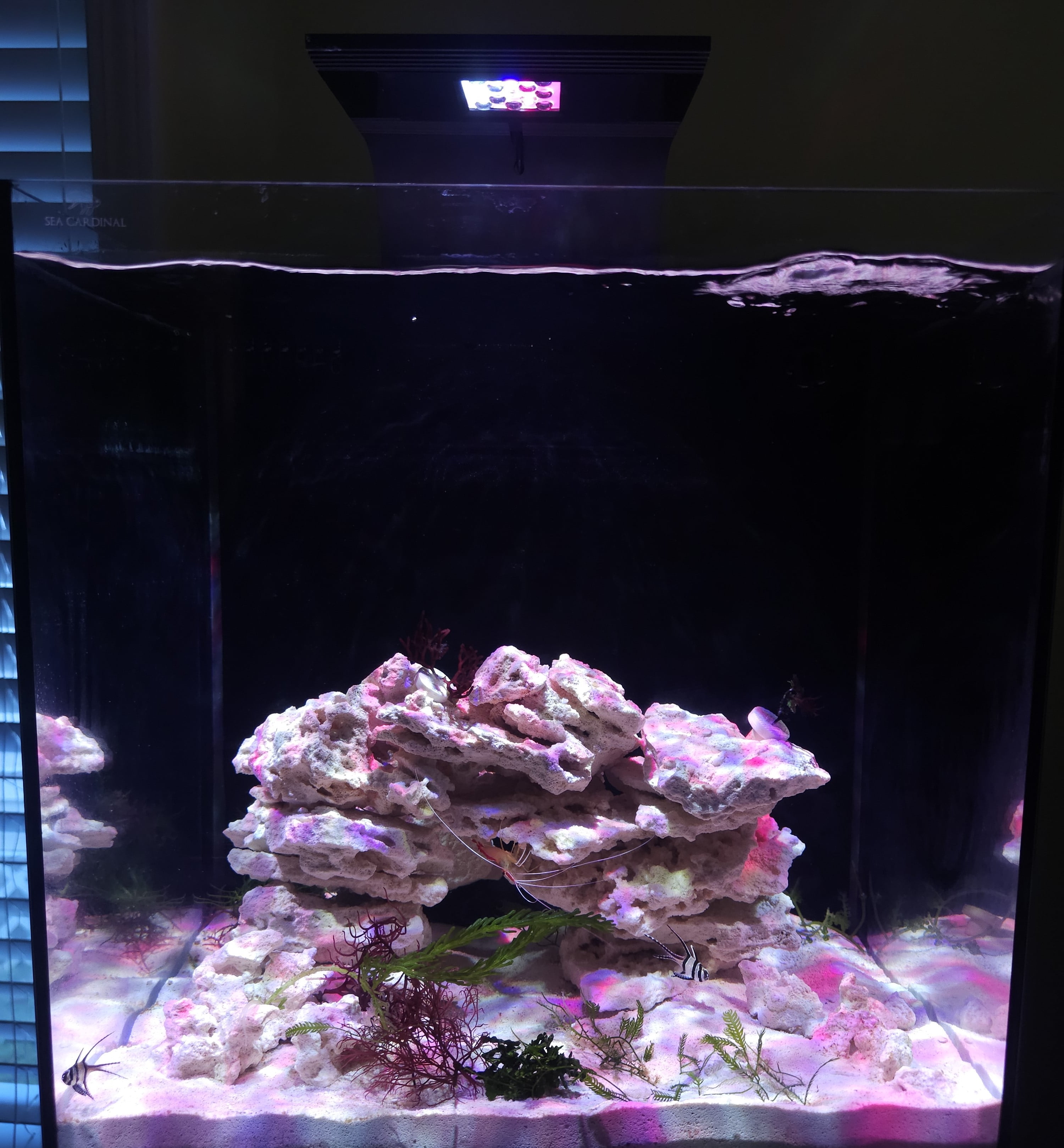 Sea Cardinal 15 Gallon Glass Saltwater Aquarium Starter Kit with LED, Protein Skimmer, Lid Accessories