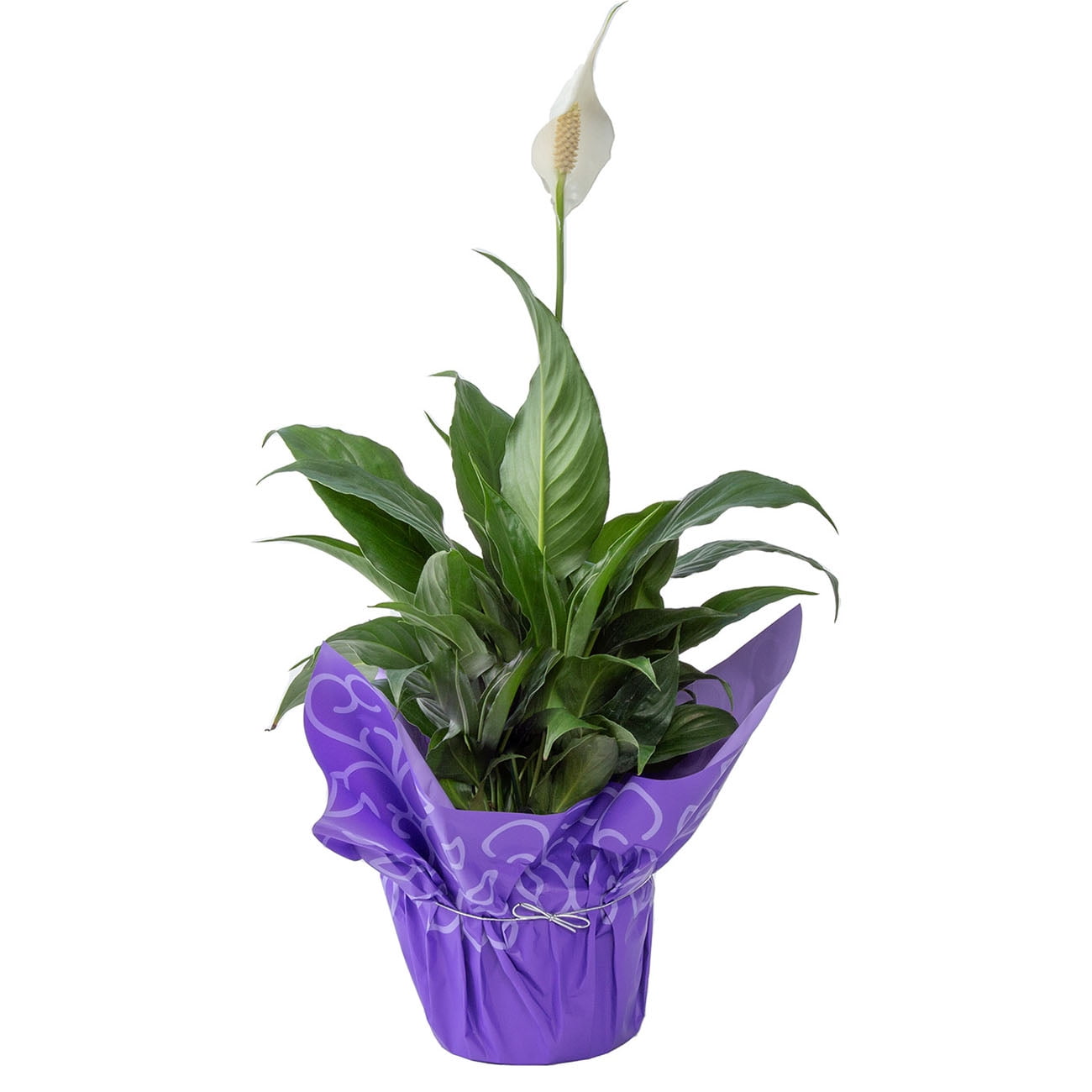15in. Tall White Peace Lily; Bright, Indirect Sunlight Plant in 6in. Dcor  Pot - Walmart.com