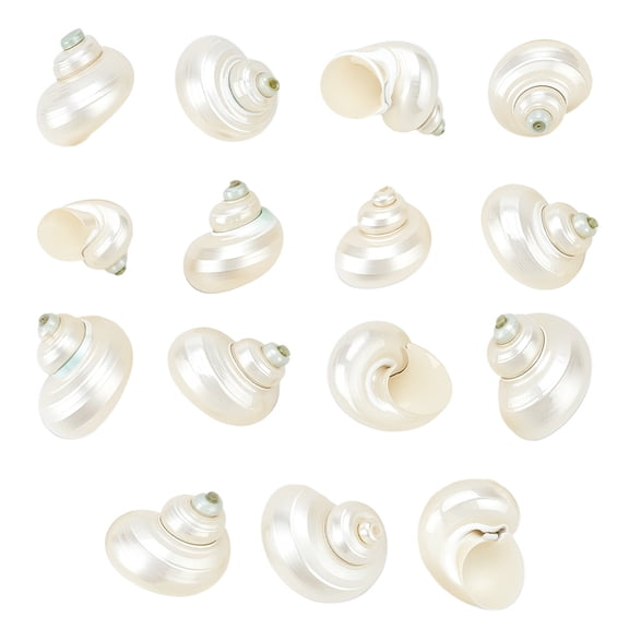 15pcs Natural White Shells 1 inch No Hole Spiral Seashells Natural Satin Turbo Shells for Crafts Vase Fillers Fish Beach Theme