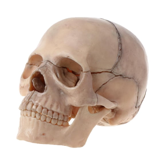 15pcs/set 4D Disassembled Anatomical Model Detachable Medical Teaching Too
