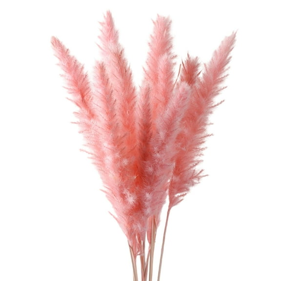 15x Dried Pampas Grass Phragmites Reed Flower for Housewarming Gift Photograph Pink