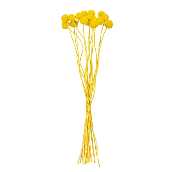 16-20" Yellow Craspedia 1.75 oz Bunch