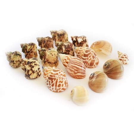16 Hermit Crab Changing Shell Set Medium Size Turbo Land Snail & Moon Shells (Growth Shells) Natural Seashells