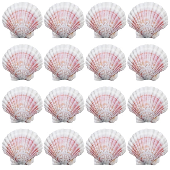 16 Pcs Natural White Shell DIY Craft Art Wall Dcor, Hawaiian Large Scallop Shells 3.94-4.33 in, Gradient Colors, Smooth Edges, Ideal for Craft Projects and Party Decorations