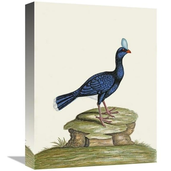 16 in. A Male Curhew Art Print - William Hayes