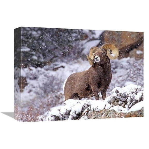 16 in. Bighorn Ram in Winter Art Print - Vic Schendel