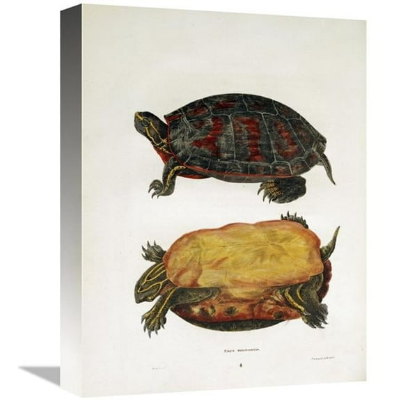 16 in. Emrys Rubriventris Art Print - John Edwards Holbrook