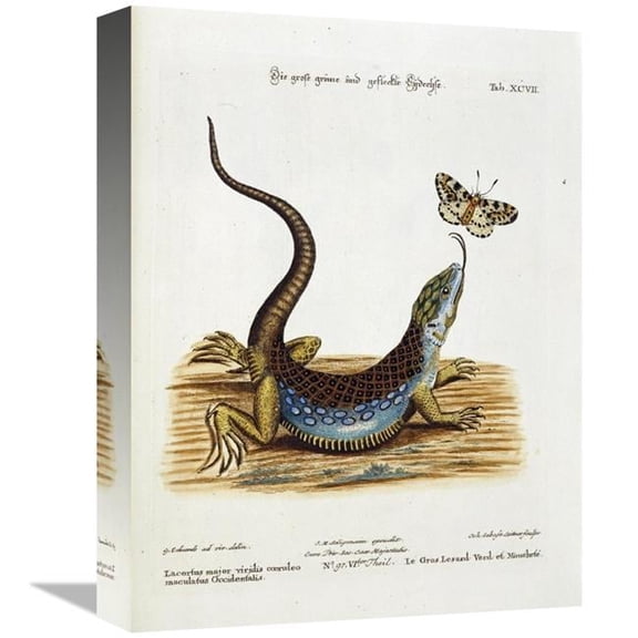 16 in. Lizard Chasing a Butterfly Art Print - Johann Michael Seligman