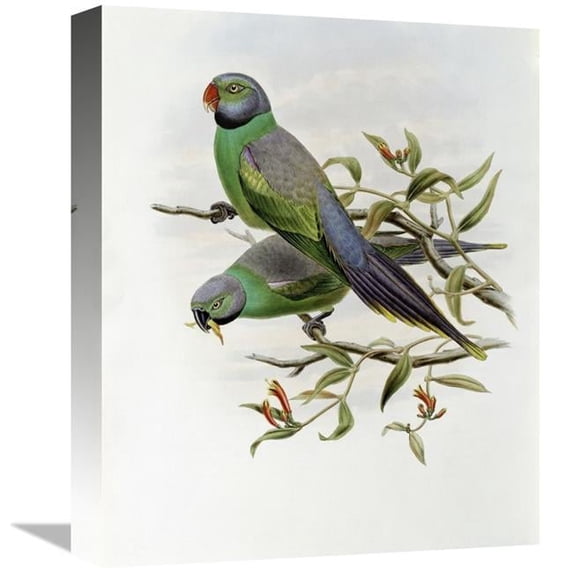 16 in. Mrs. Layards Parakeet Art Print - John Gould