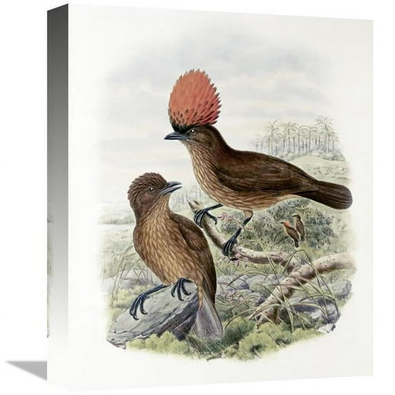 16 in. Orange-Crested Bower-Bird Art Print - John Gould