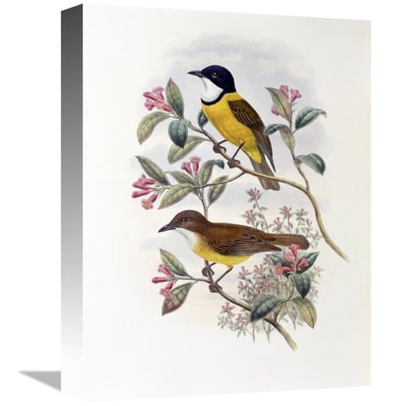 16 in. Ramsays Thickhead Art Print - John Gould