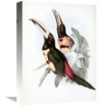 thumbnail image 1 of 16 in. Red-Rumped Aracari - Toucan Art Print - John Gould, 1 of 1