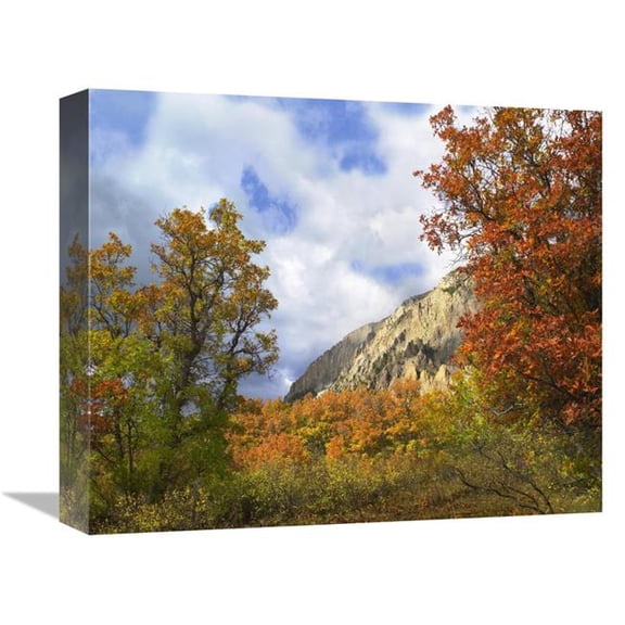 16 in. Trees & Shrubs in Autumn, Marcellina Mountain, Raggeds Wilderness, Colorado Art Print - Tim Fitzharris