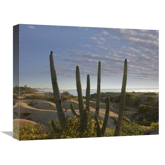 16 x 20 in. Organ Pipe Cactus Overlooking Chelino Bay, Baja California, Mexico Art Print - Tim Fitzharris