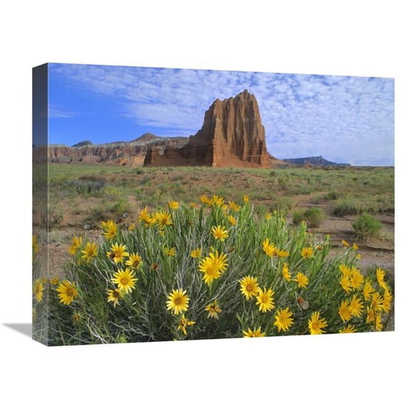 16 x 20 in. Temple of the Sun with Common Sunflowers in the Foreground, Capitol Reef National Park, Utah Art Print - Tim Fitzharris