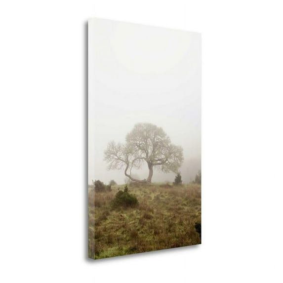 16" x 24" Oak Tree - 26 By Alan Blaustein - Print on Canvas Fabric Multi-Color