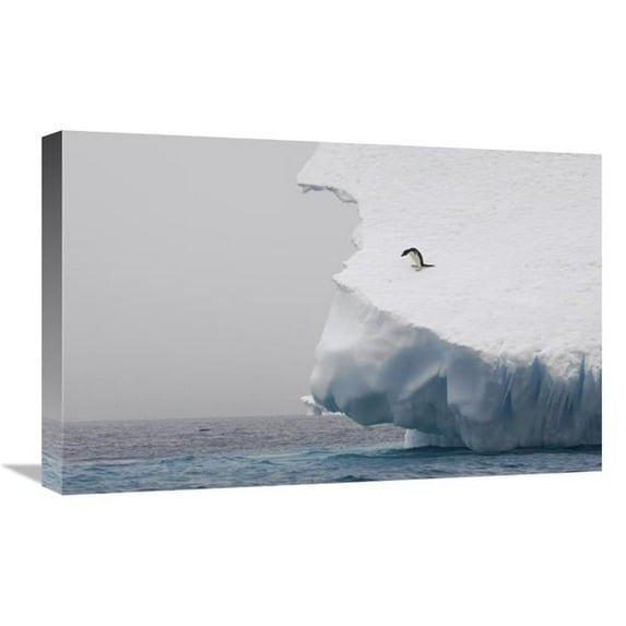 16 x 24 in. Adelie Penguin on Edge of Iceberg, Paulet Island, Antarctica Art Print - Suzi Eszterhas