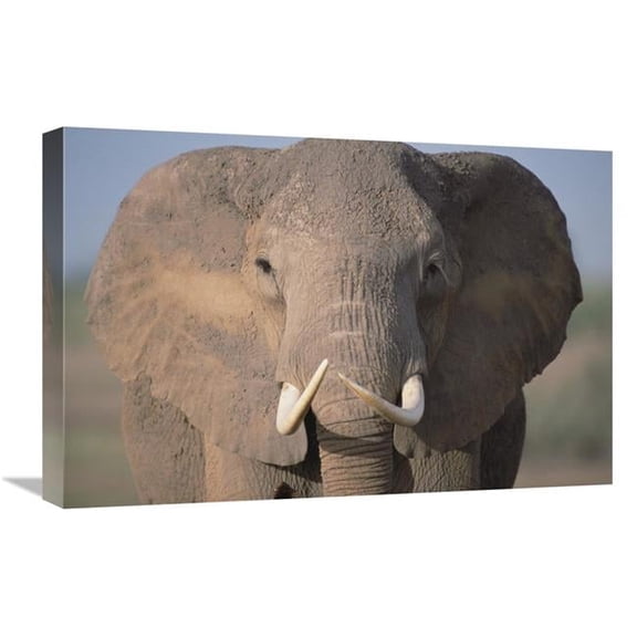 16 x 24 in. African Elephant Close-Up, Amboseli National Park, Kenya Art Print - Gerry Ellis