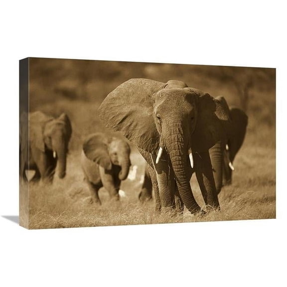 16 x 24 in. African Elephant Group, Vulnerable, Samburu National Reserve, Kenya - Sepia Art Print - Gerry Ellis
