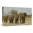 thumbnail image 1 of 16 x 24 in. African Elephant Herd Walking in A Line, Africa Art Print - Pete Oxford, 1 of 1